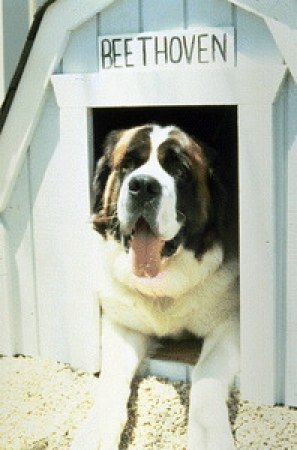 Ein Hund namens Beethoven