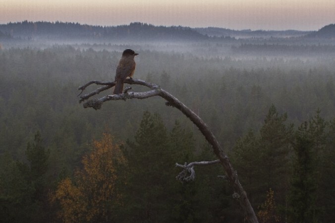 Eine Geschichte vom Wald