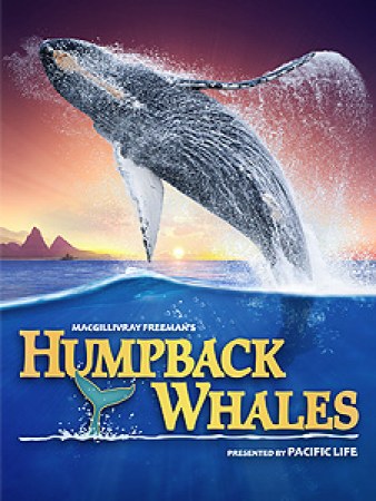 Humpback Whales 3D