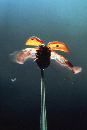 Mikrokosmos