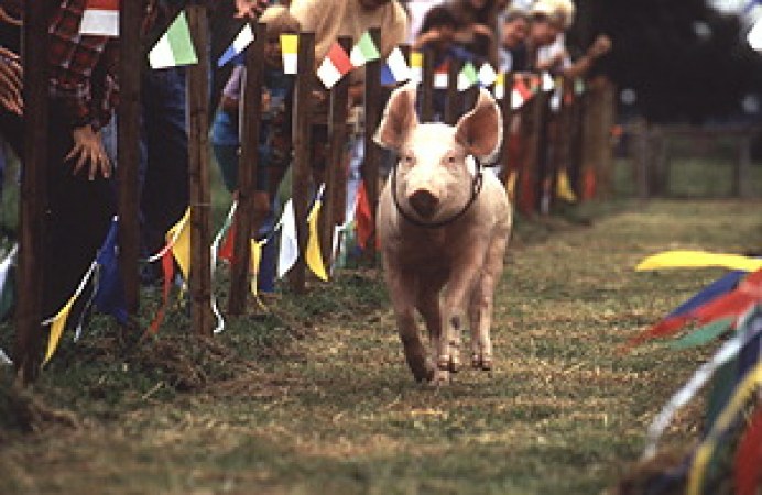 Rennschwein Rudi Rüssel