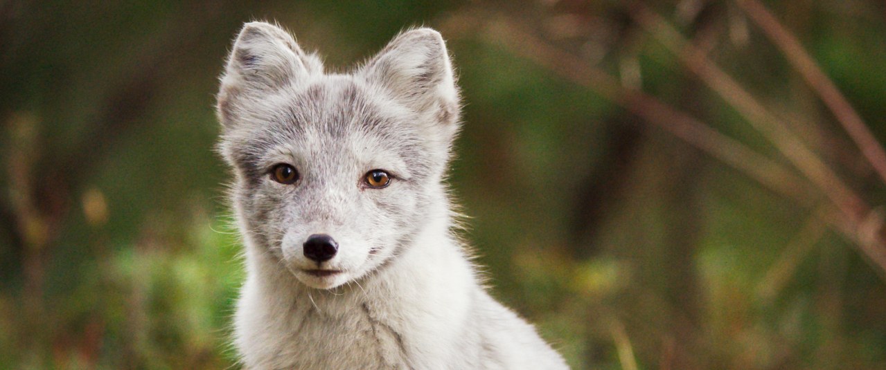 Ailos Reise - Große Abenteuer beginnen mit kleinen Schritten - Bild 1