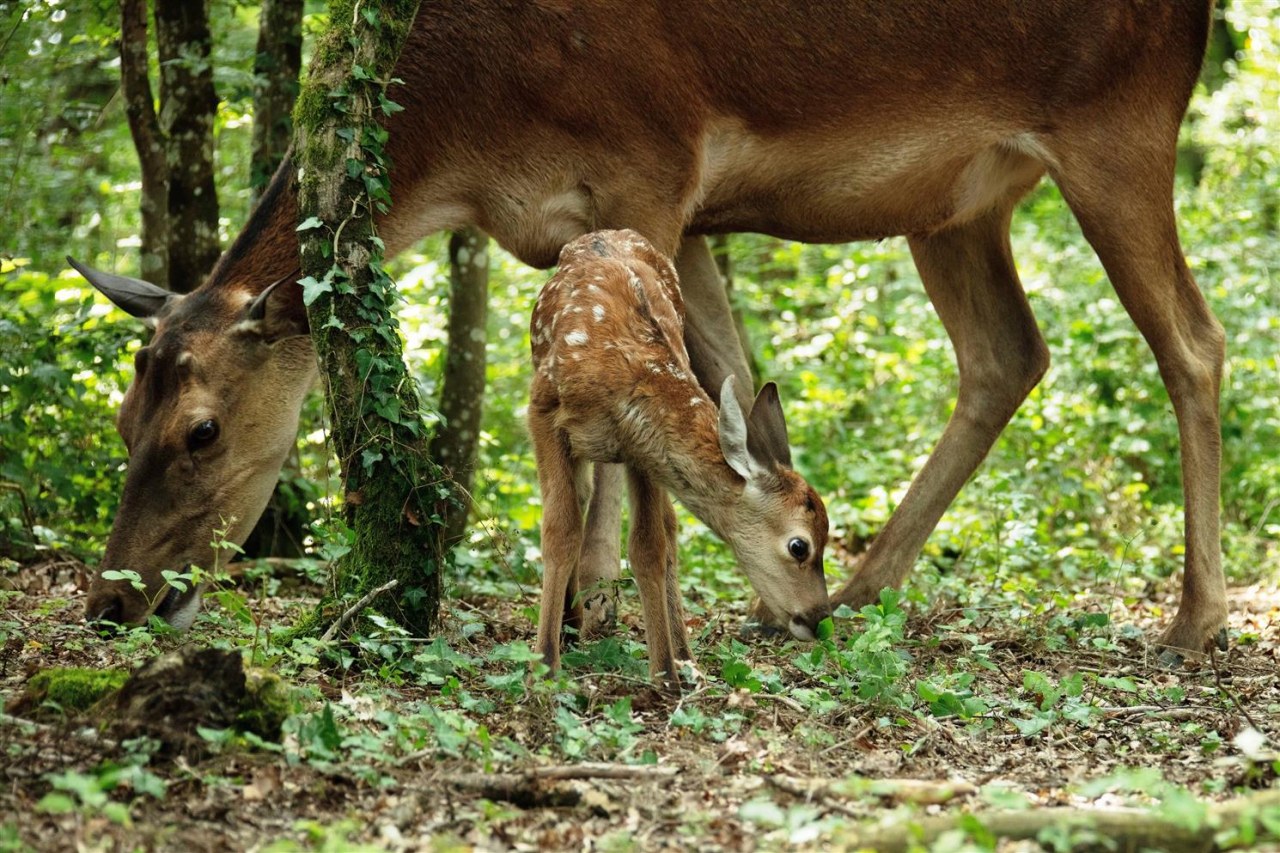 Bambi - Eine Lebensgeschichte aus dem Walde - Bild 1
