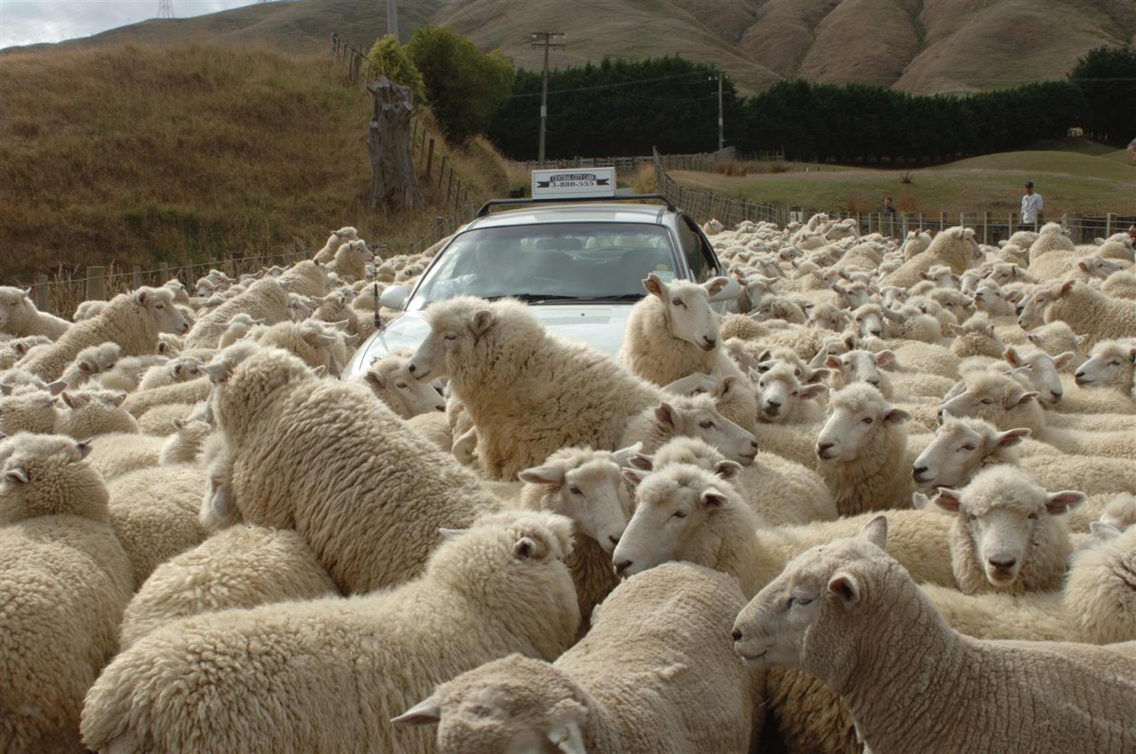 Black Sheep - Bild 3