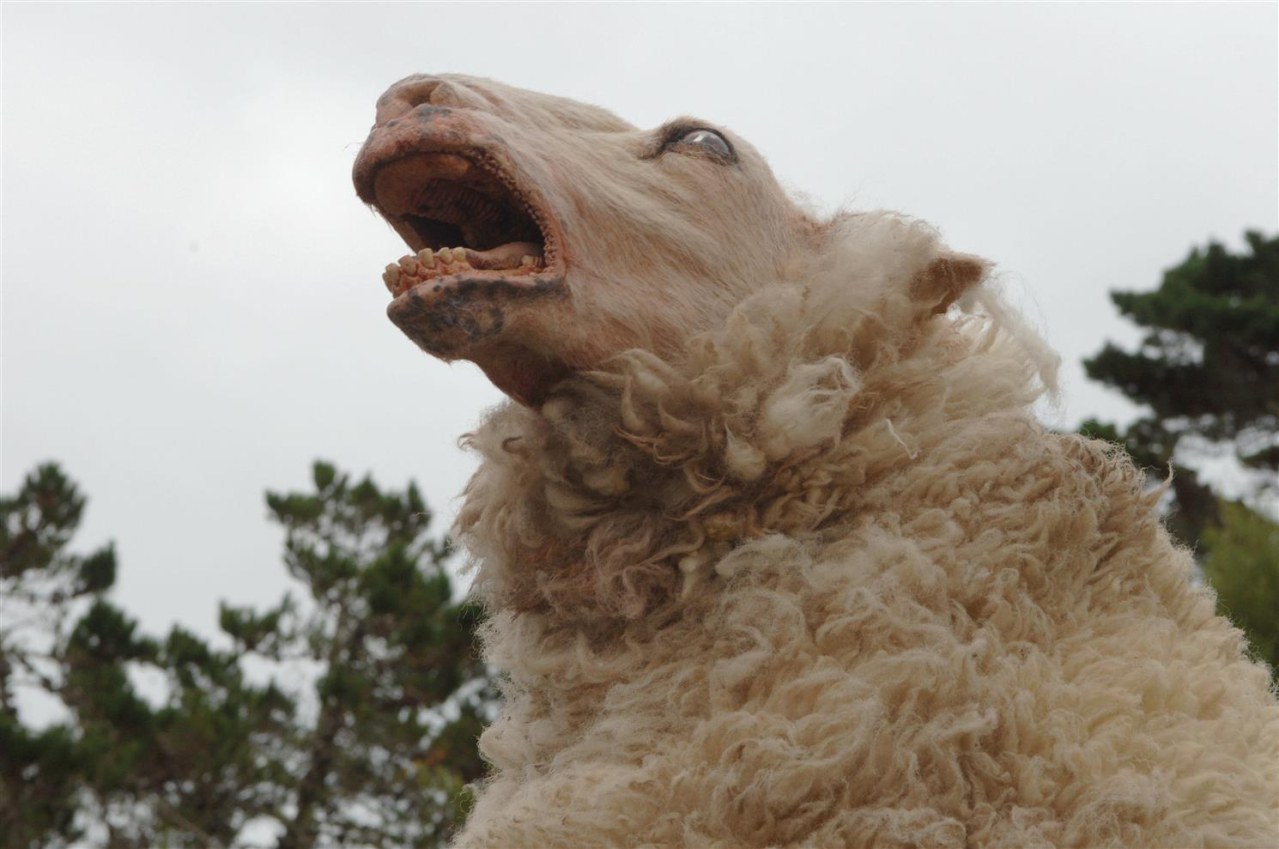Black Sheep - Bild 5
