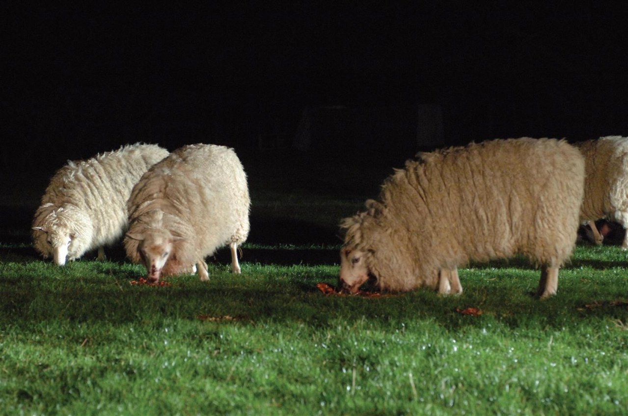 Black Sheep - Bild 8