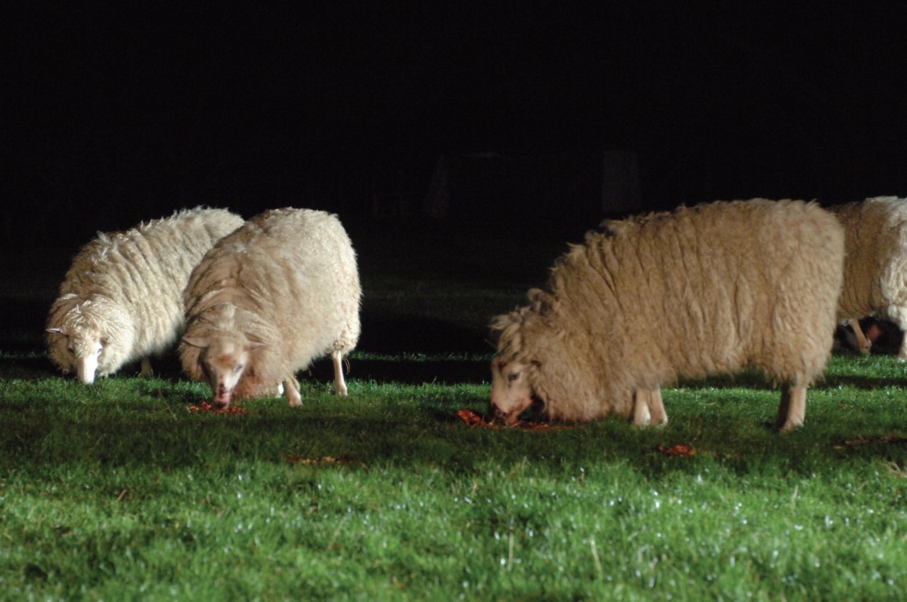 Black Sheep - Bild 9