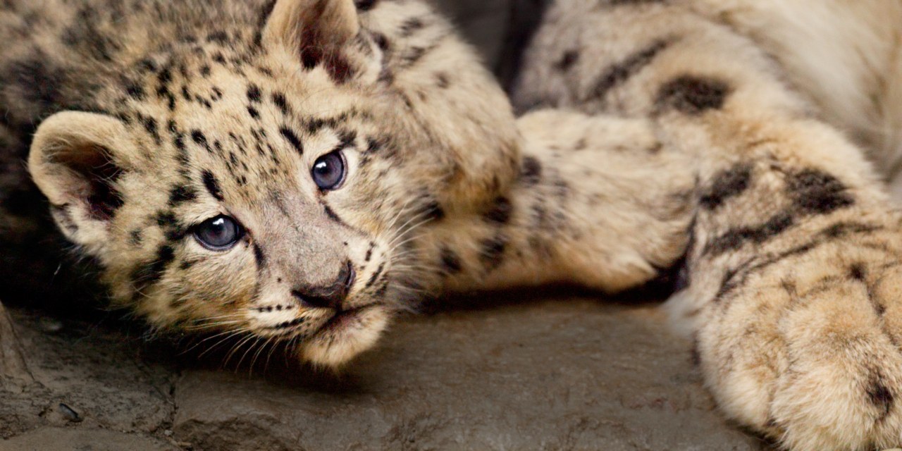 Born in China - Bild 5