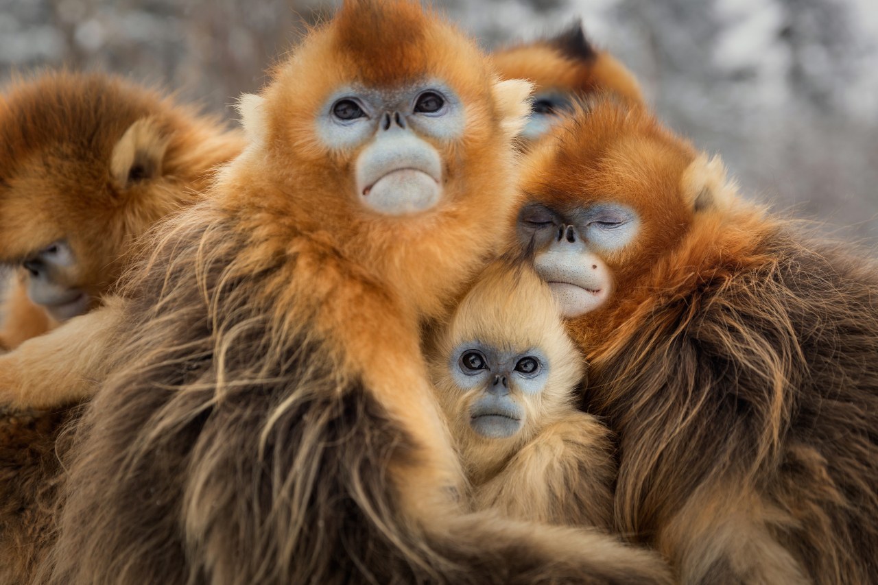 Born in China - Bild 8