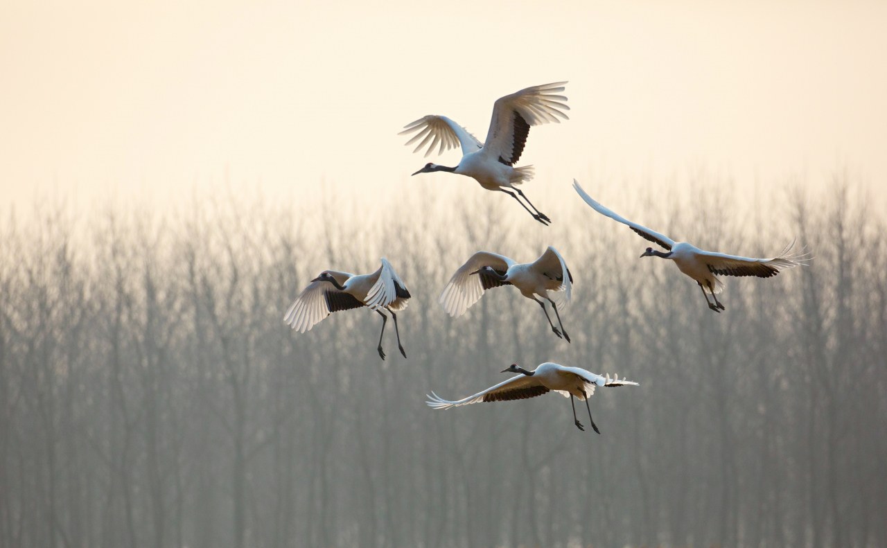 Born in China - Bild 12