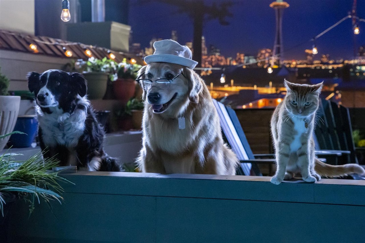 Cats & Dogs 3: Pfoten vereint! - Bild 1