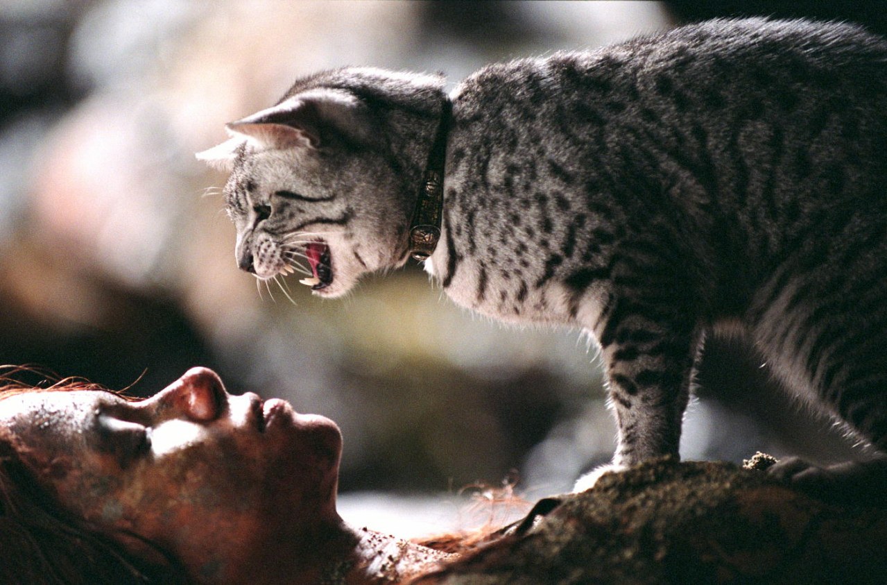 Catwoman - Bild 10