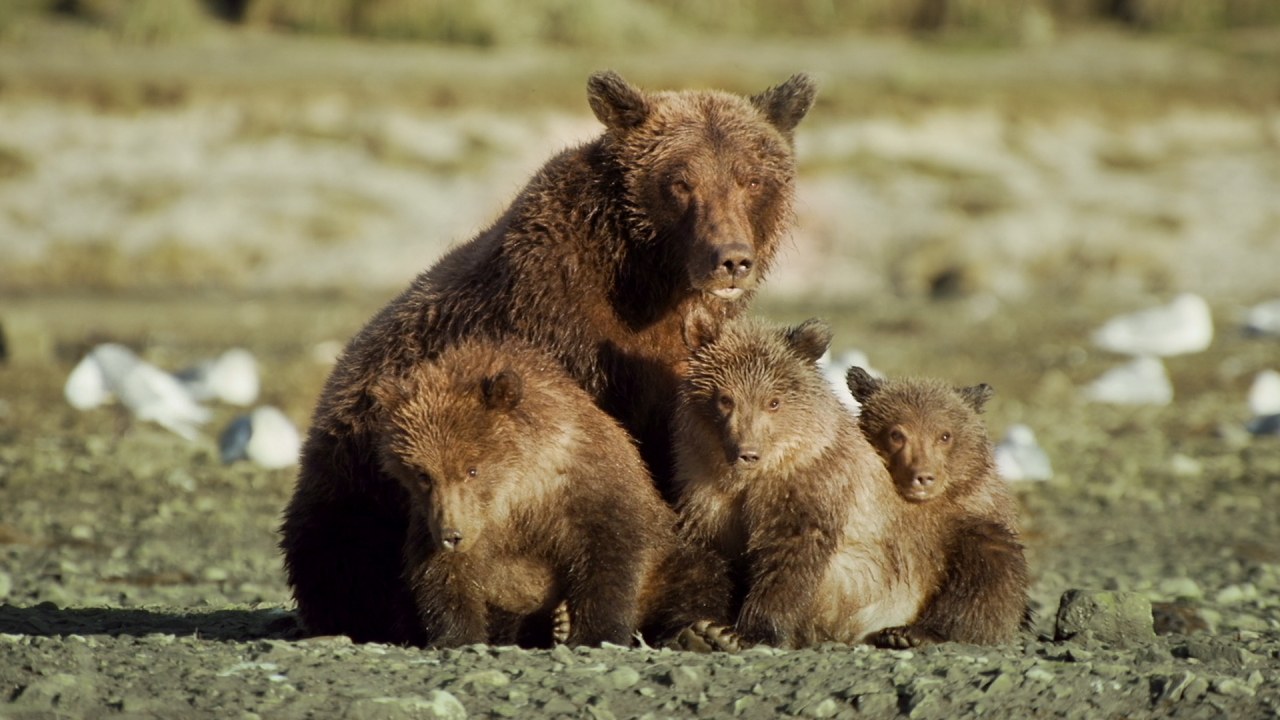 Der Bär in mir - Bild 1