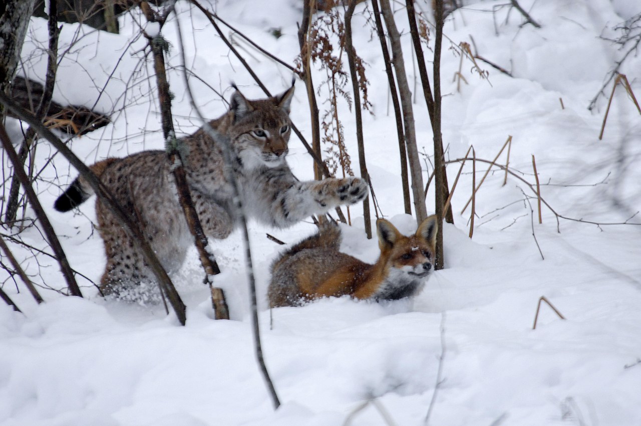 Der Fuchs und das Mädchen - Bild 7