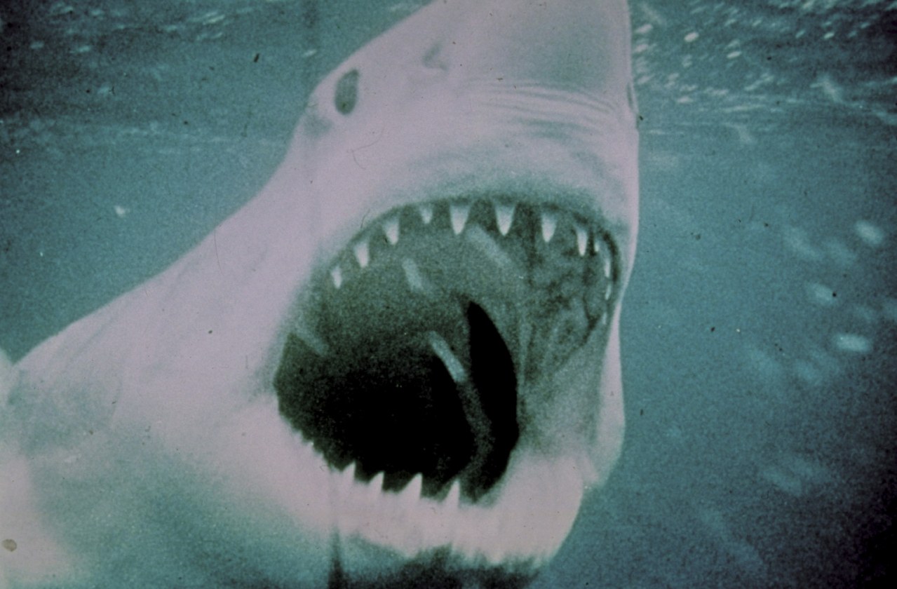 Der weiße Hai – Best of Cinema - Bild 21