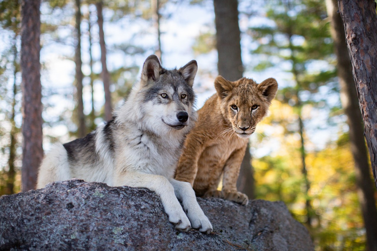 Der Wolf und der Löwe - Bild 1
