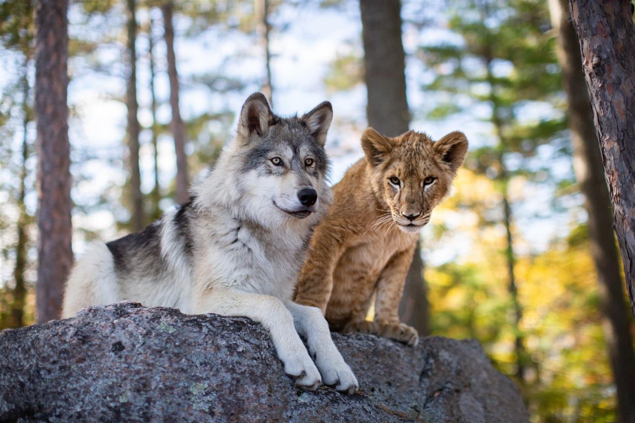 Der Wolf und der Löwe - Bild 2