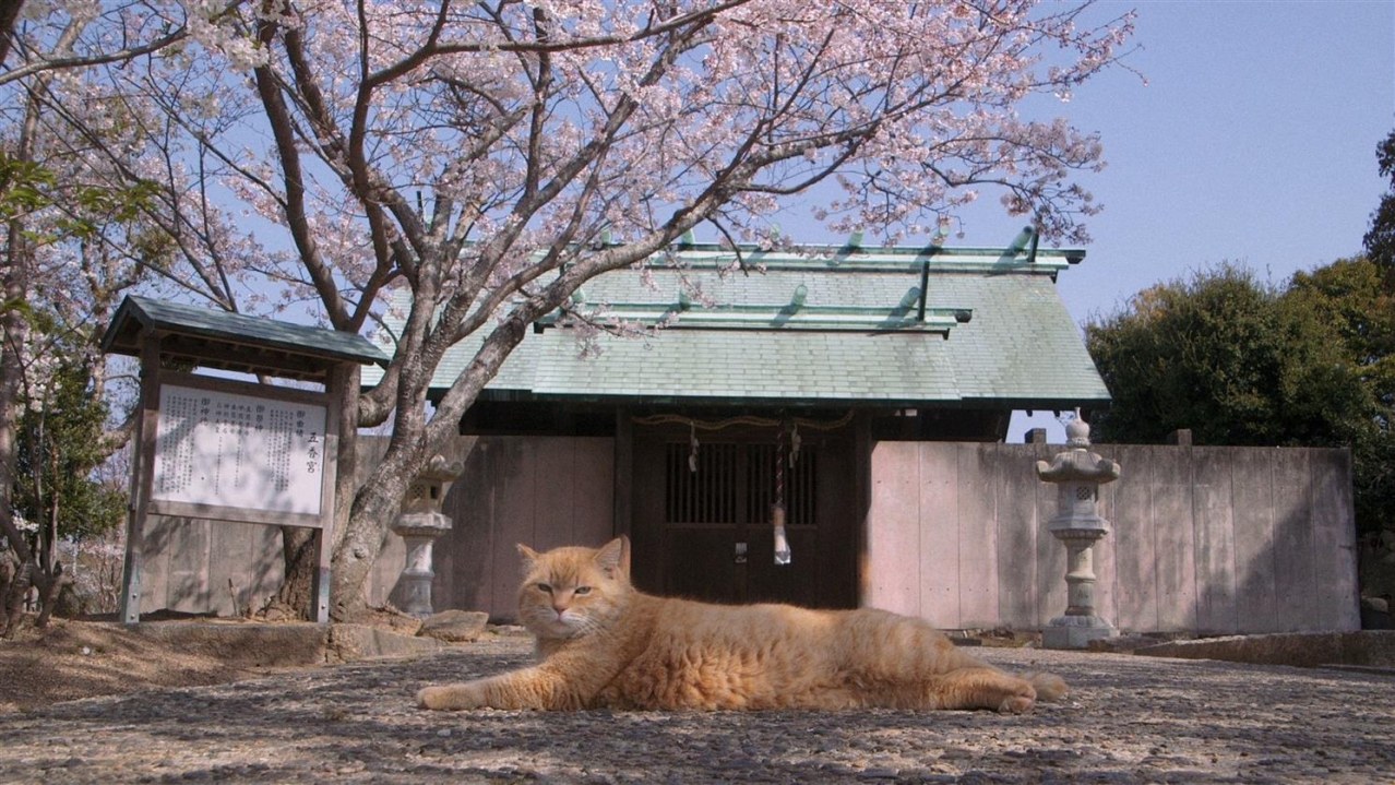 Die Katzen vom Gokogu-Schrein - Gokogu no Neko - Bild 1