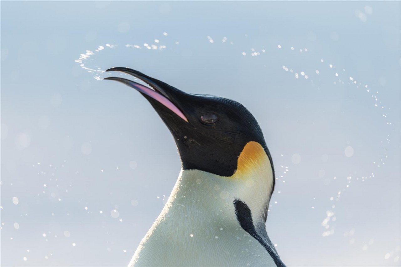 Die Reise der Pinguine 2 - Bild 1