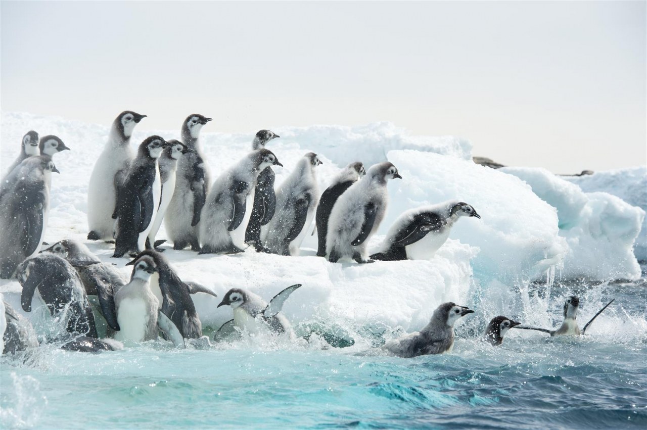 Die Reise der Pinguine 2 - Bild 5