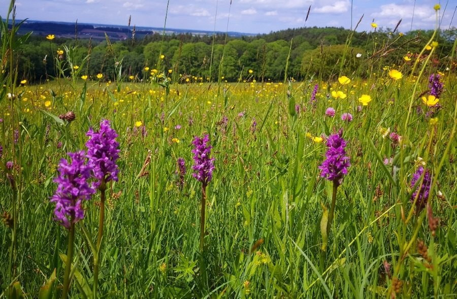 Die Wiese - Ein Paradies nebenan - Bild 1