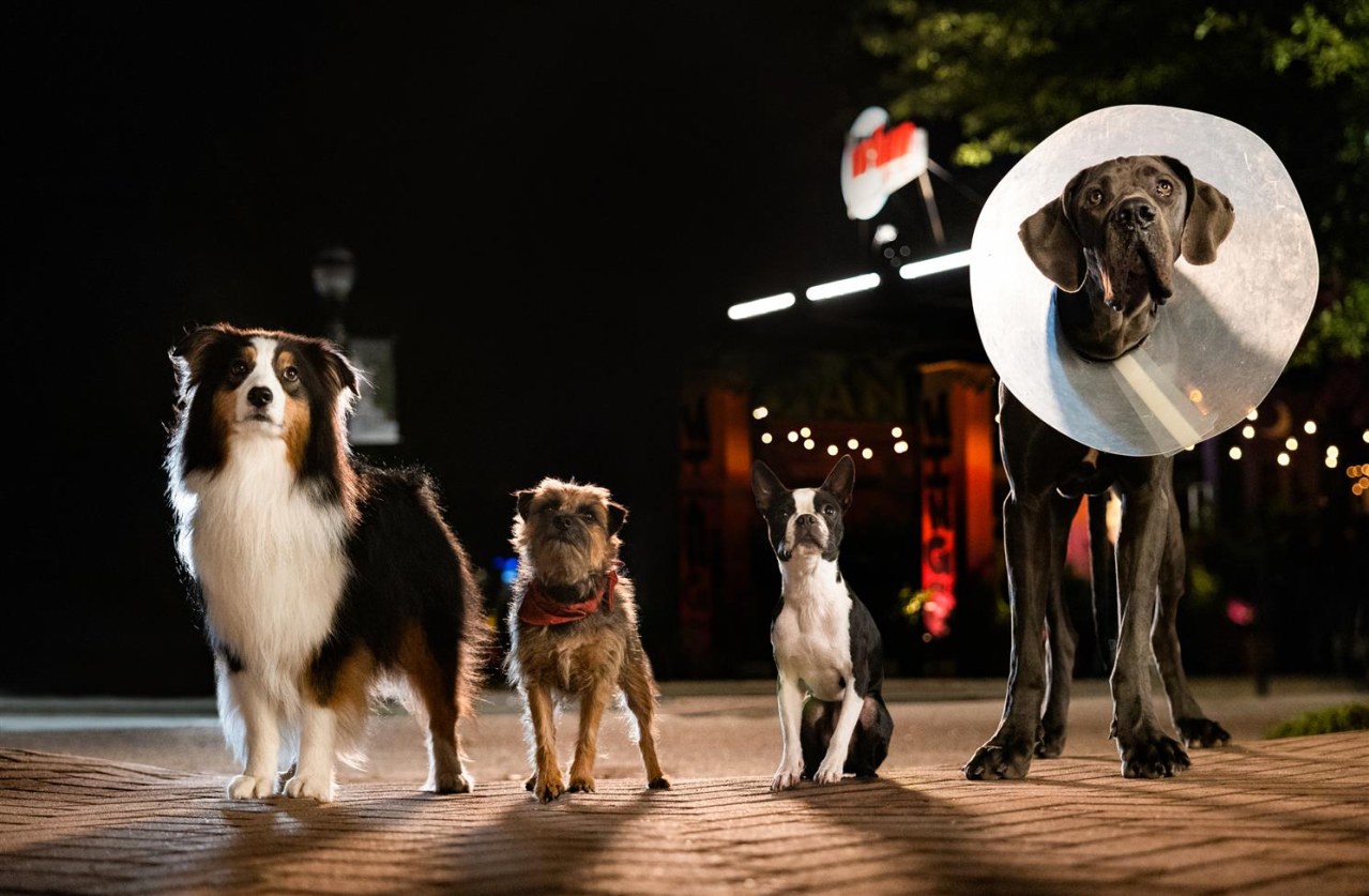 Doggy Style - Bild 6