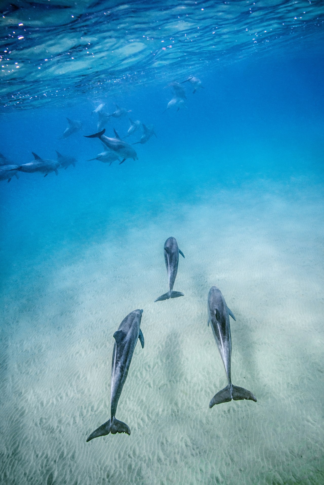 Dolphins - Bild 1