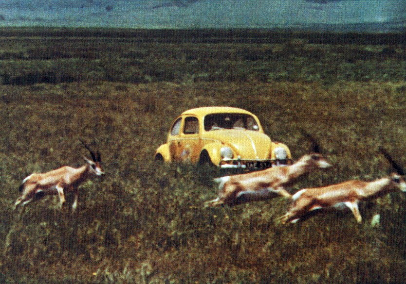 Ein Käfer geht auf's Ganze - Bild 5