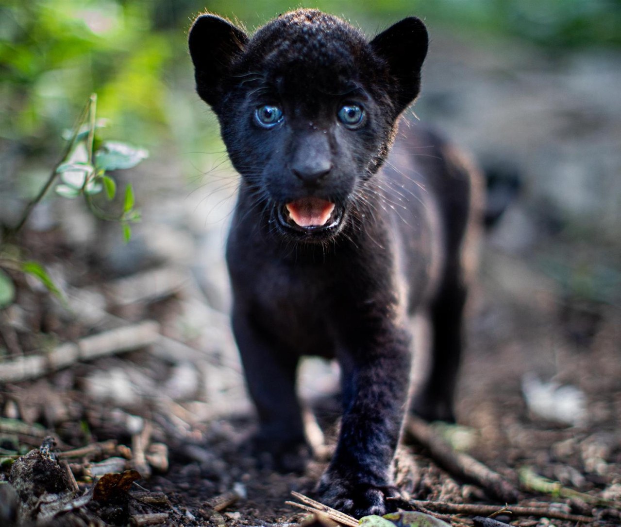 Ella und der schwarze Jaguar - Bild 2