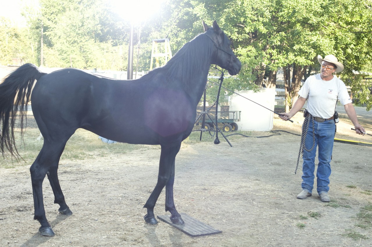 Flicka 3 - Beste Freunde - Bild 3