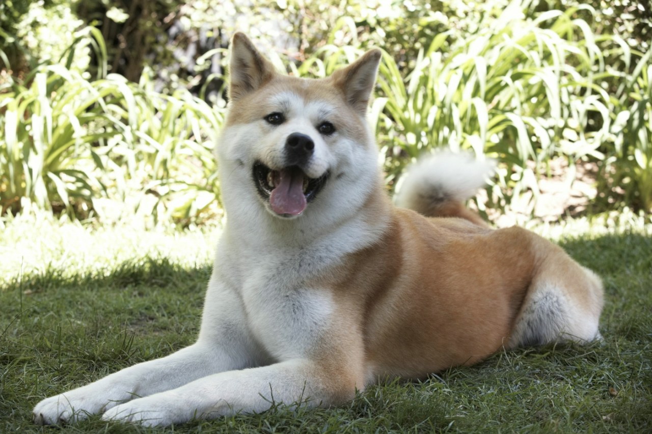 Hachiko - Eine wunderbare Freundschaft - Bild 3