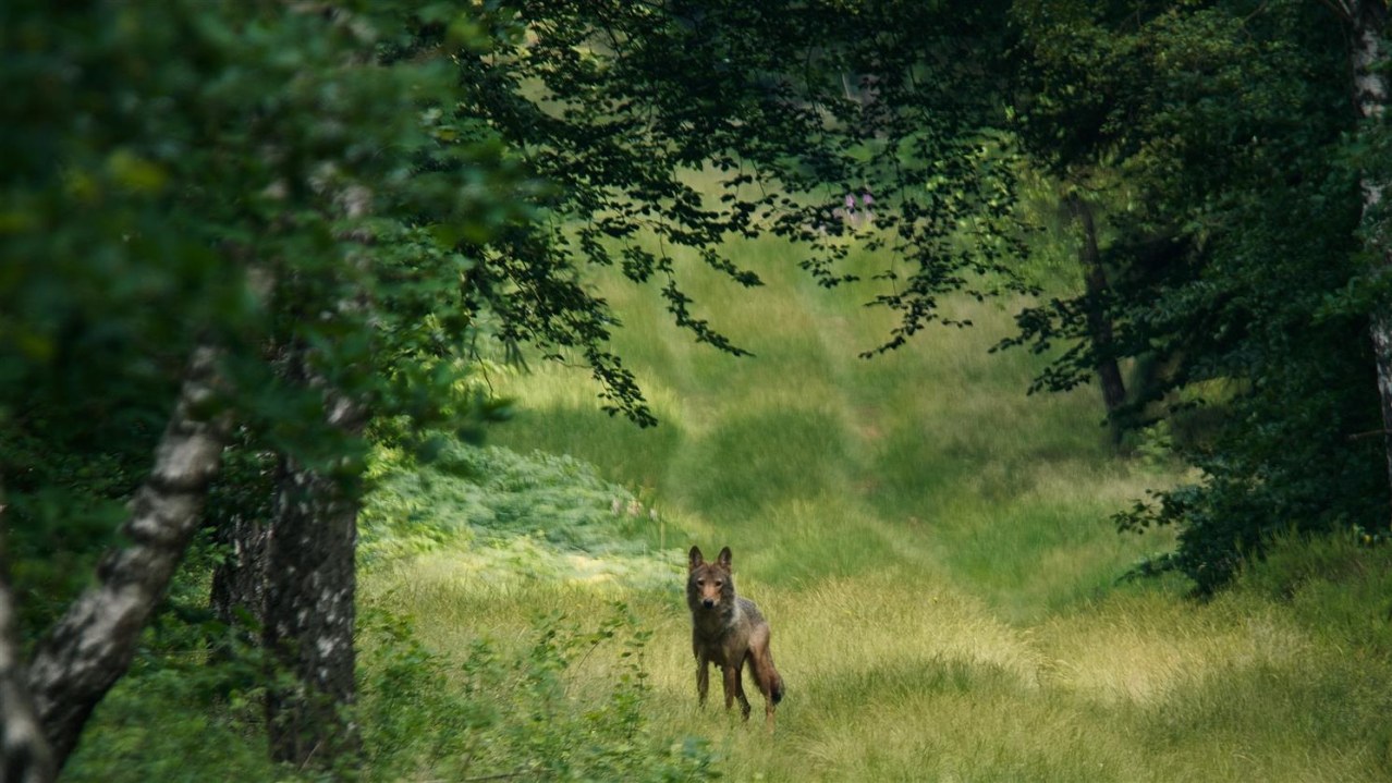 Im Land der Wölfe - Bild 1