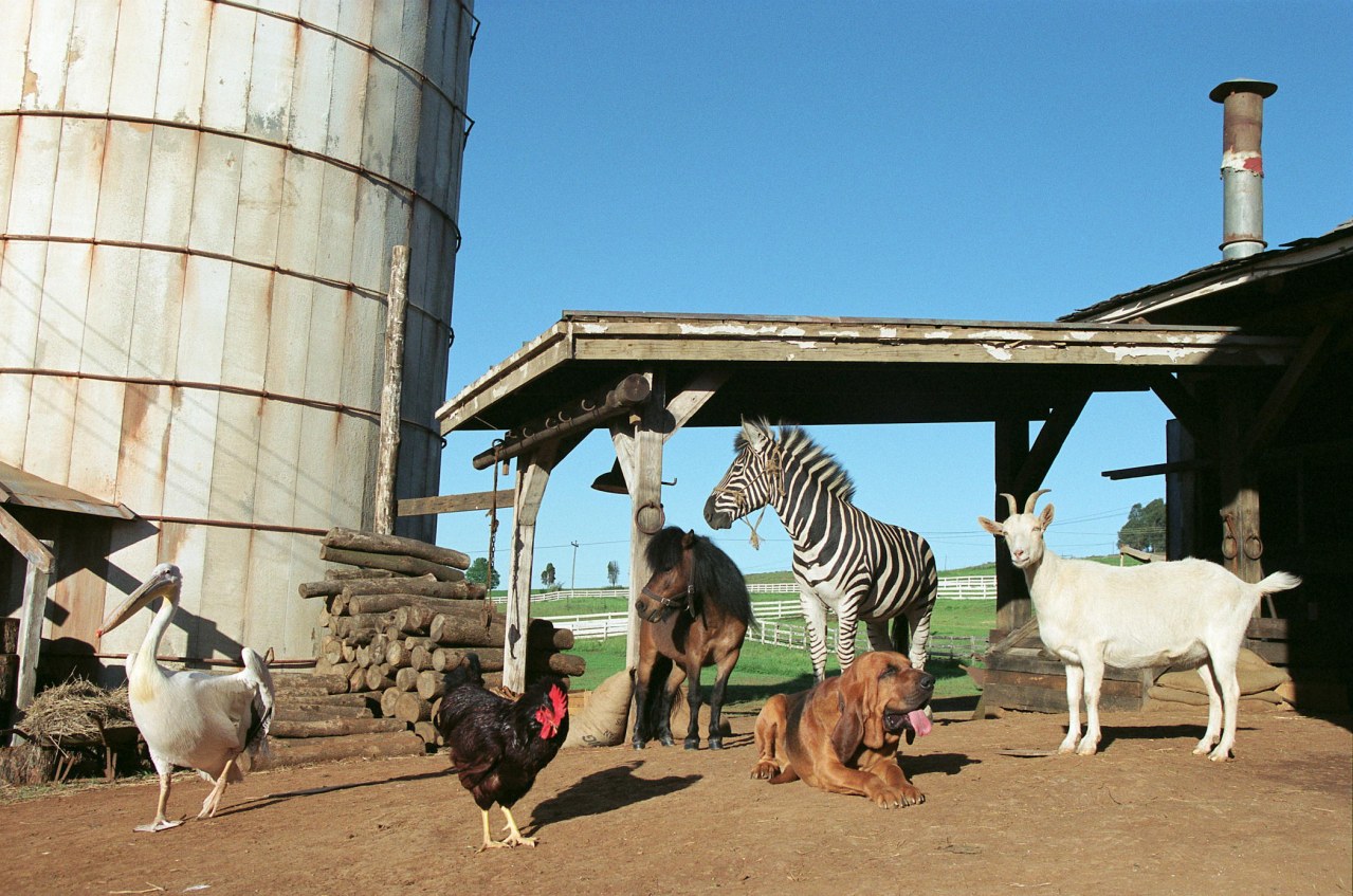 Im Rennstall ist das Zebra los! - Bild 2