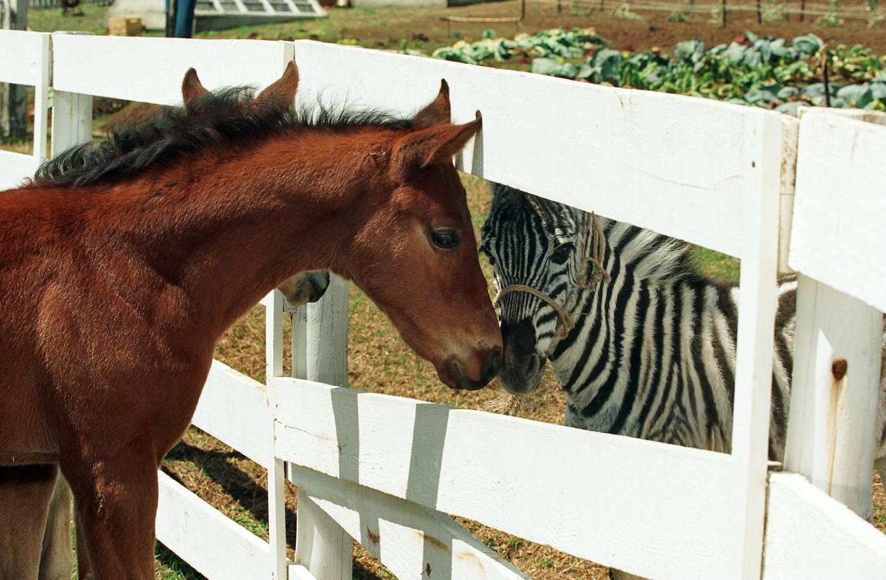 Im Rennstall ist das Zebra los! - Bild 9