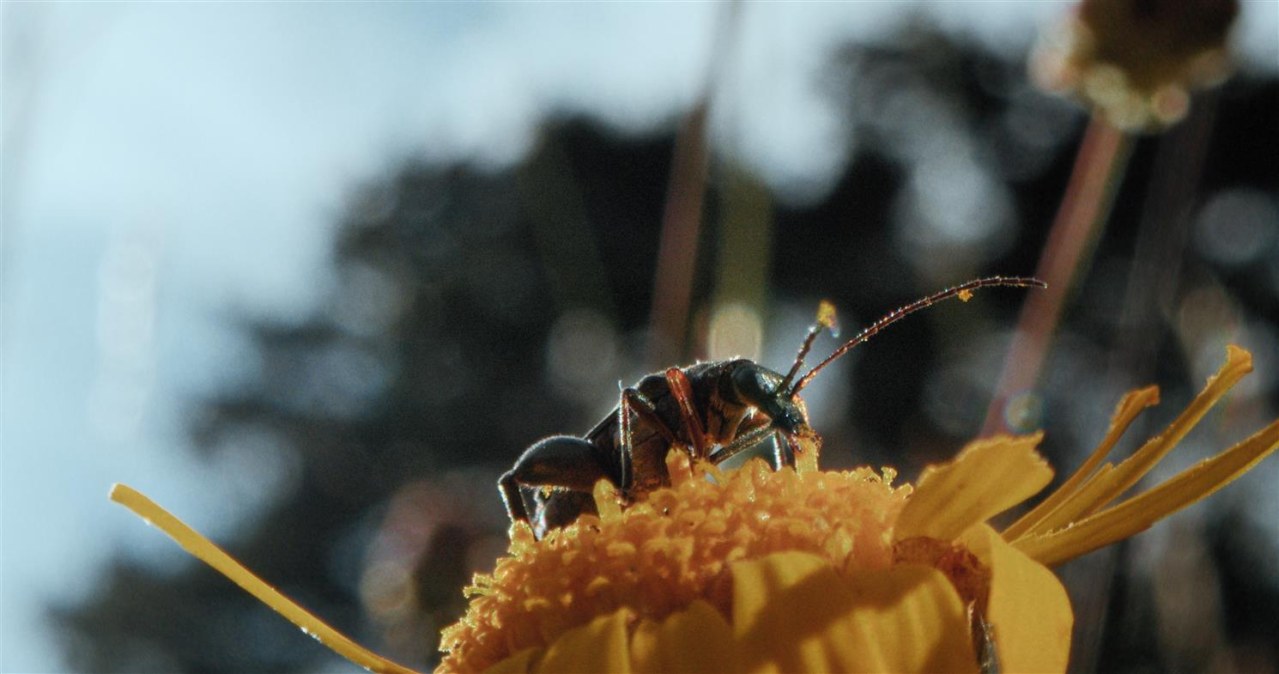 Insekten - Helden im Verborgenen - Bild 1
