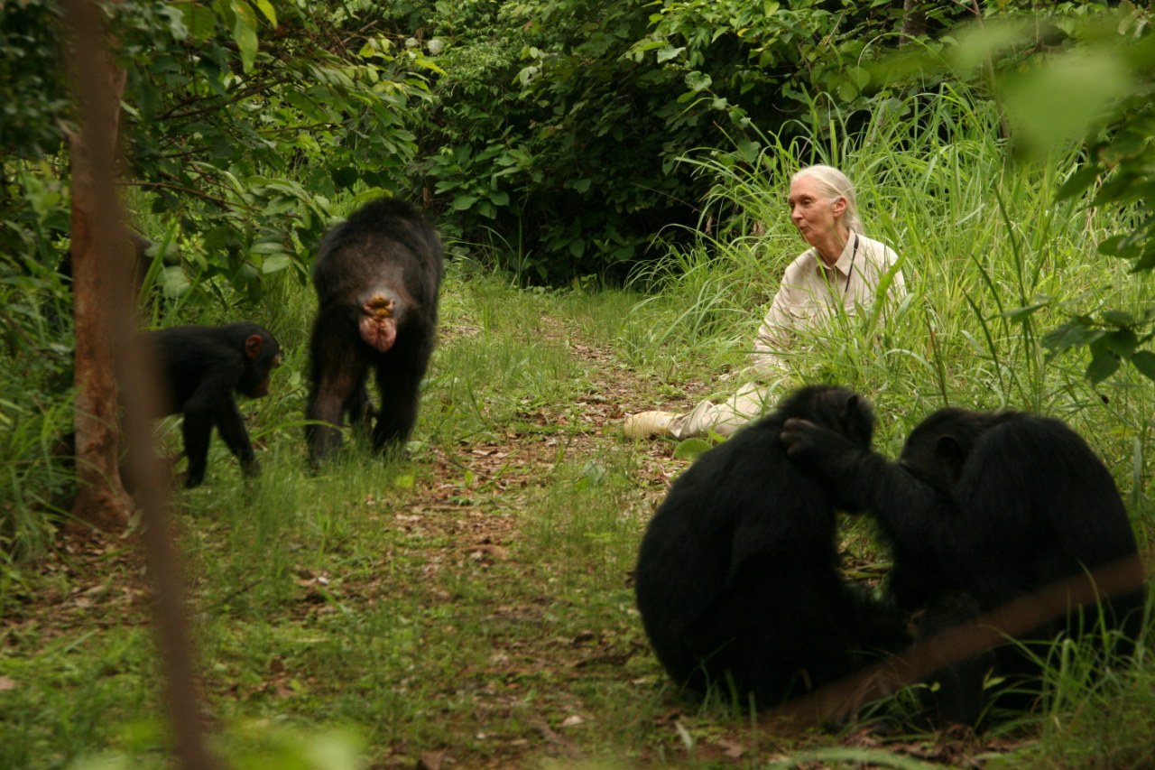 Jane's Journey - Die Lebensreise der Jane Goodall - Bild 11