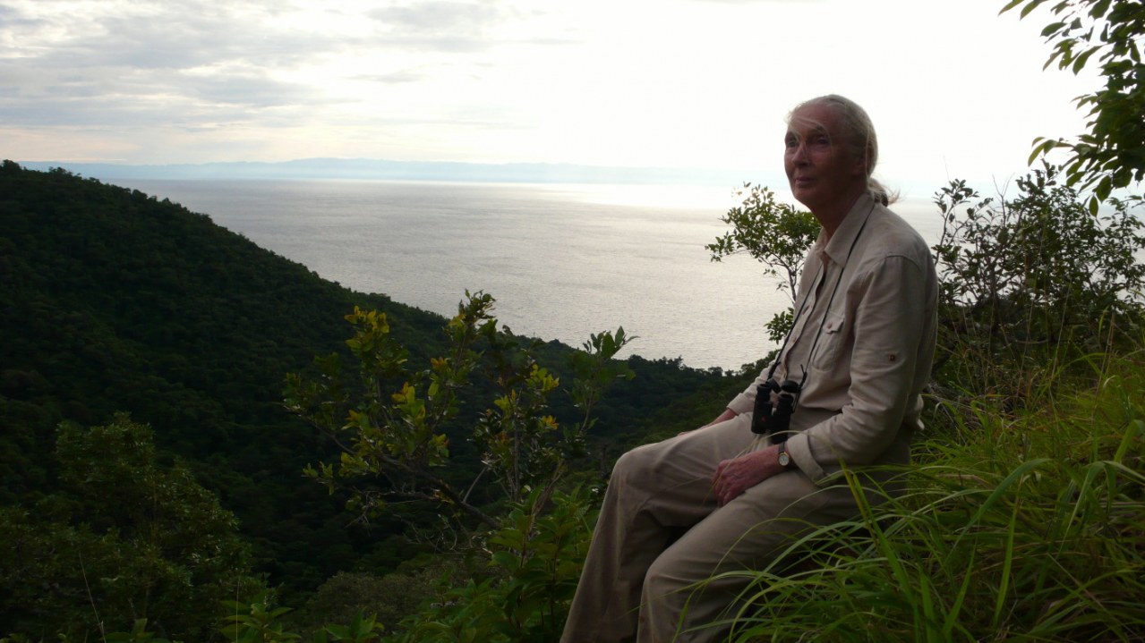 Jane's Journey - Die Lebensreise der Jane Goodall - Bild 12