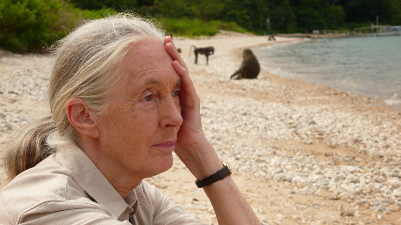 Jane's Journey - Die Lebensreise der Jane Goodall - Bild 13