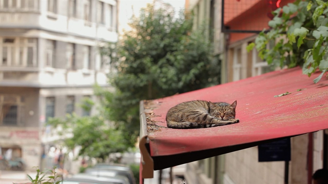 Kedi - Von Katzen und Menschen - Bild 1
