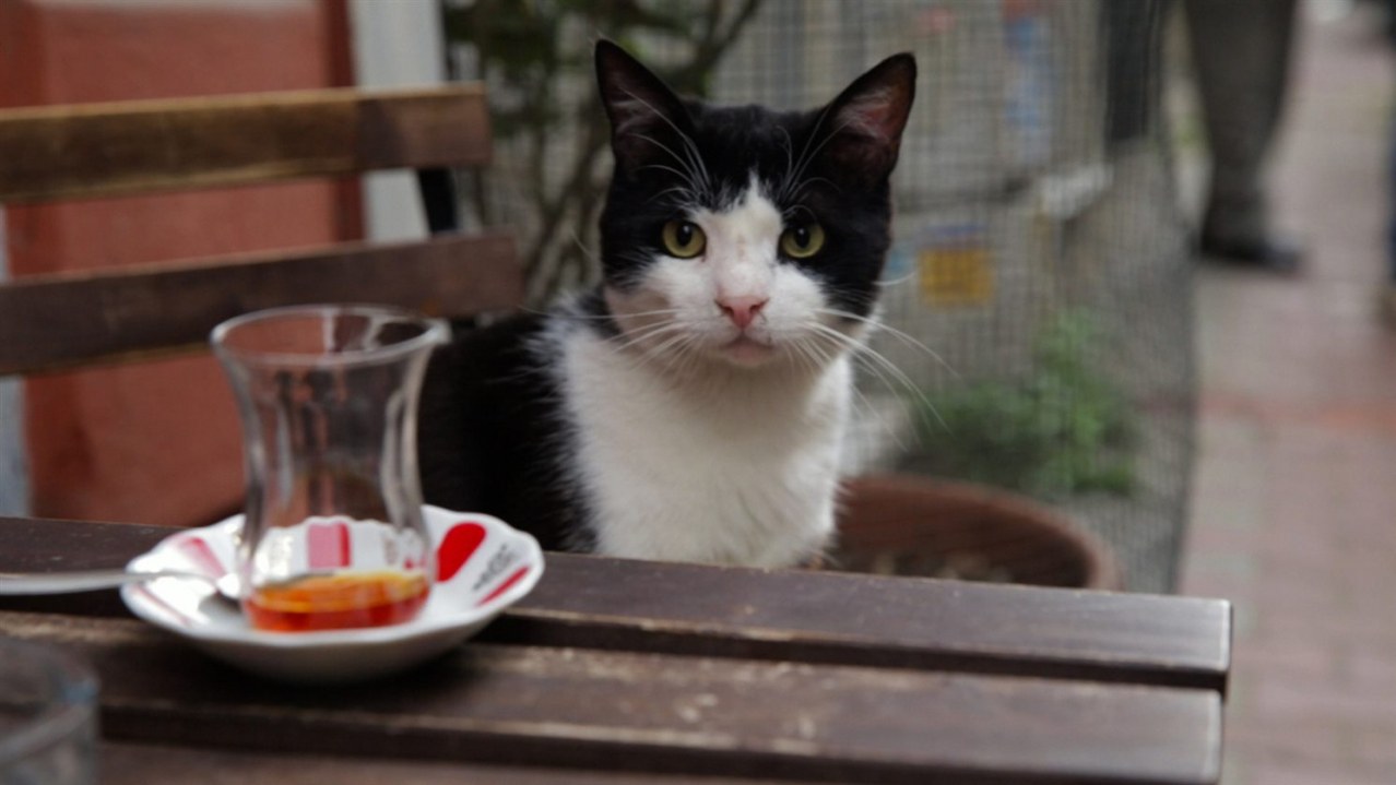 Kedi - Von Katzen und Menschen - Bild 2