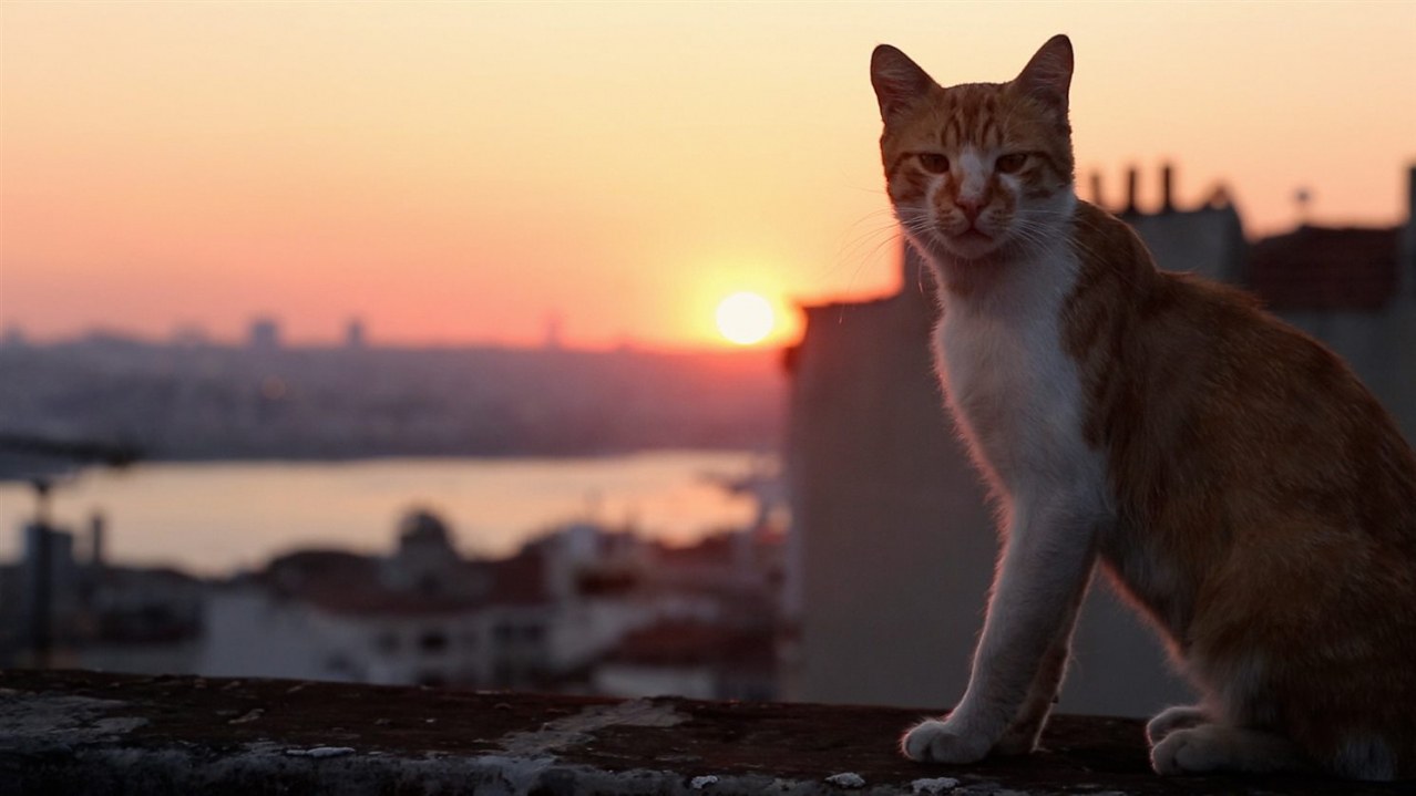 Kedi - Von Katzen und Menschen - Bild 3