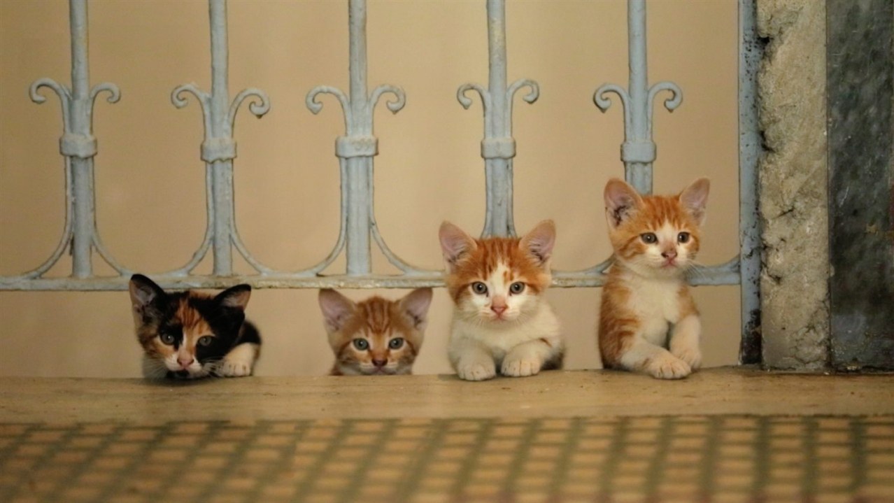 Kedi - Von Katzen und Menschen - Bild 4