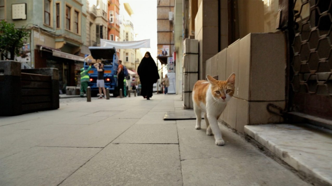Kedi - Von Katzen und Menschen - Bild 5