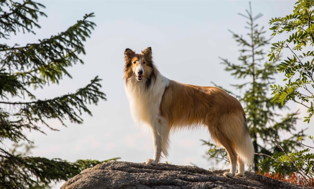 Lassie - Ein neues Abenteuer - Bild 1
