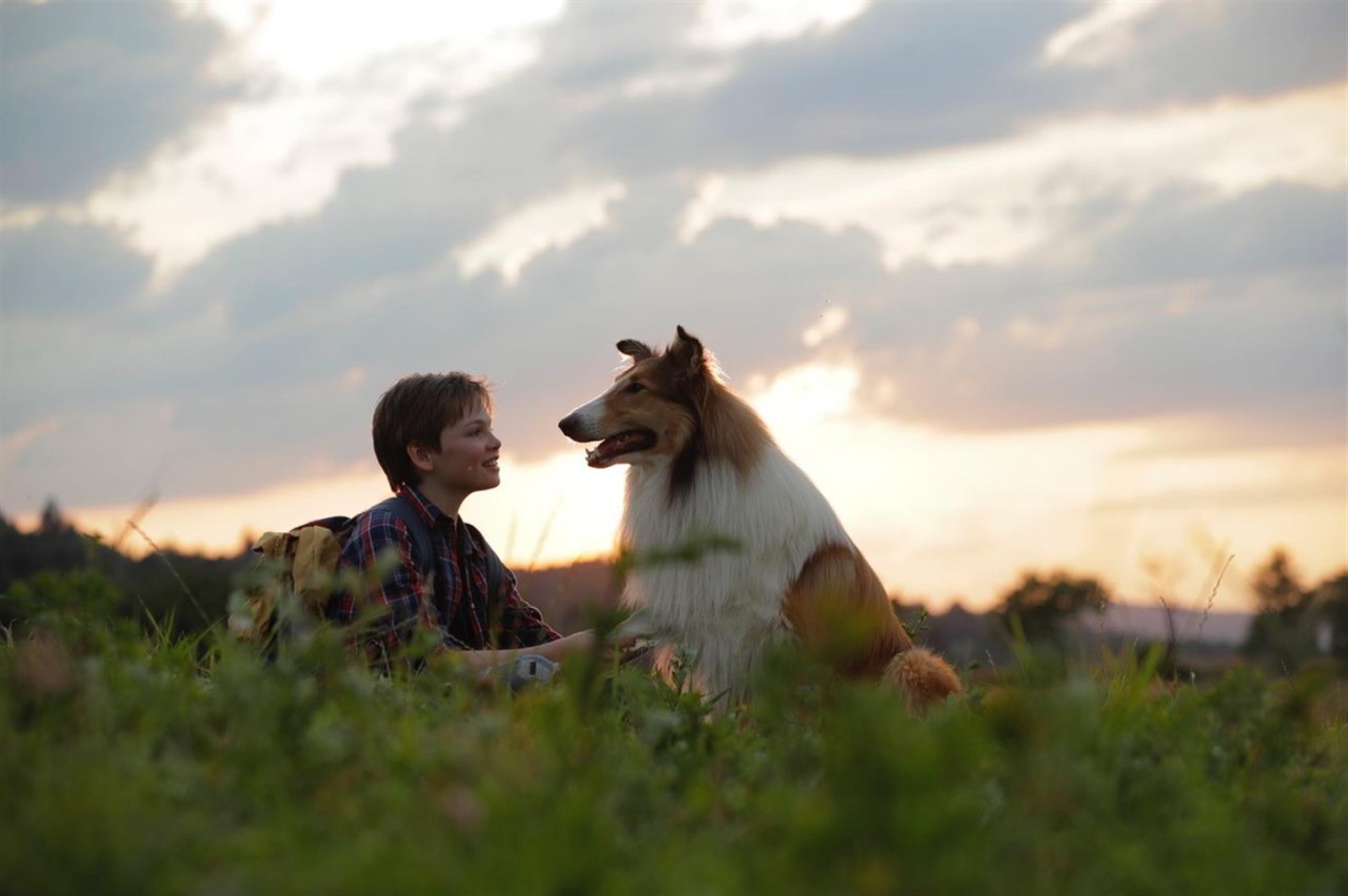 Lassie - Ein neues Abenteuer - Bild 2