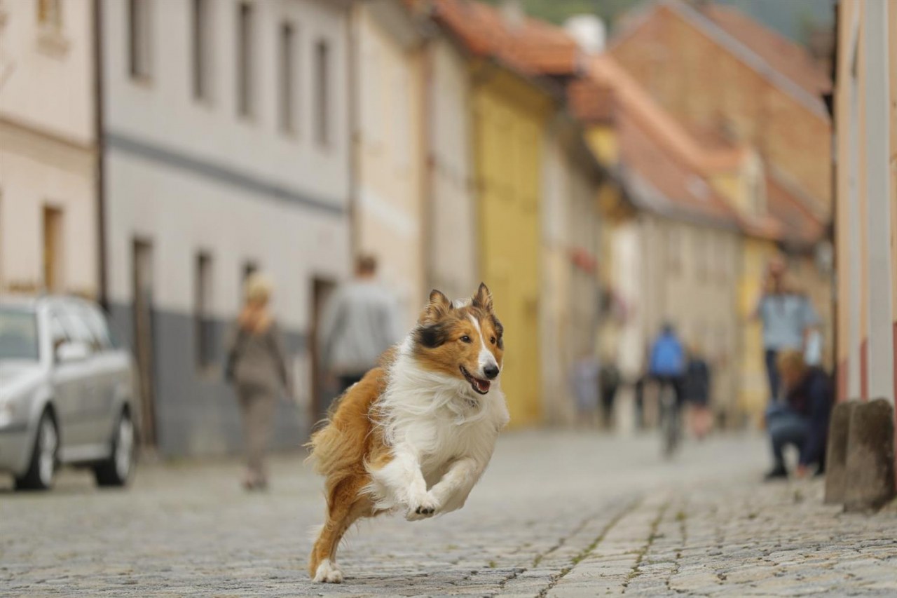 Lassie - Eine abenteuerliche Reise - Bild 6