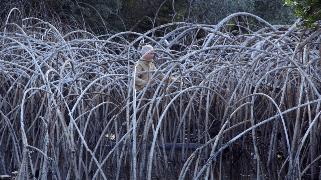 Leaning Into the Wind - Andy Goldsworthy - Bild 10