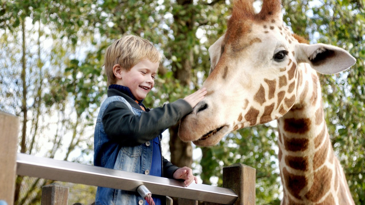 Mein Freund, die Giraffe - Bild 1