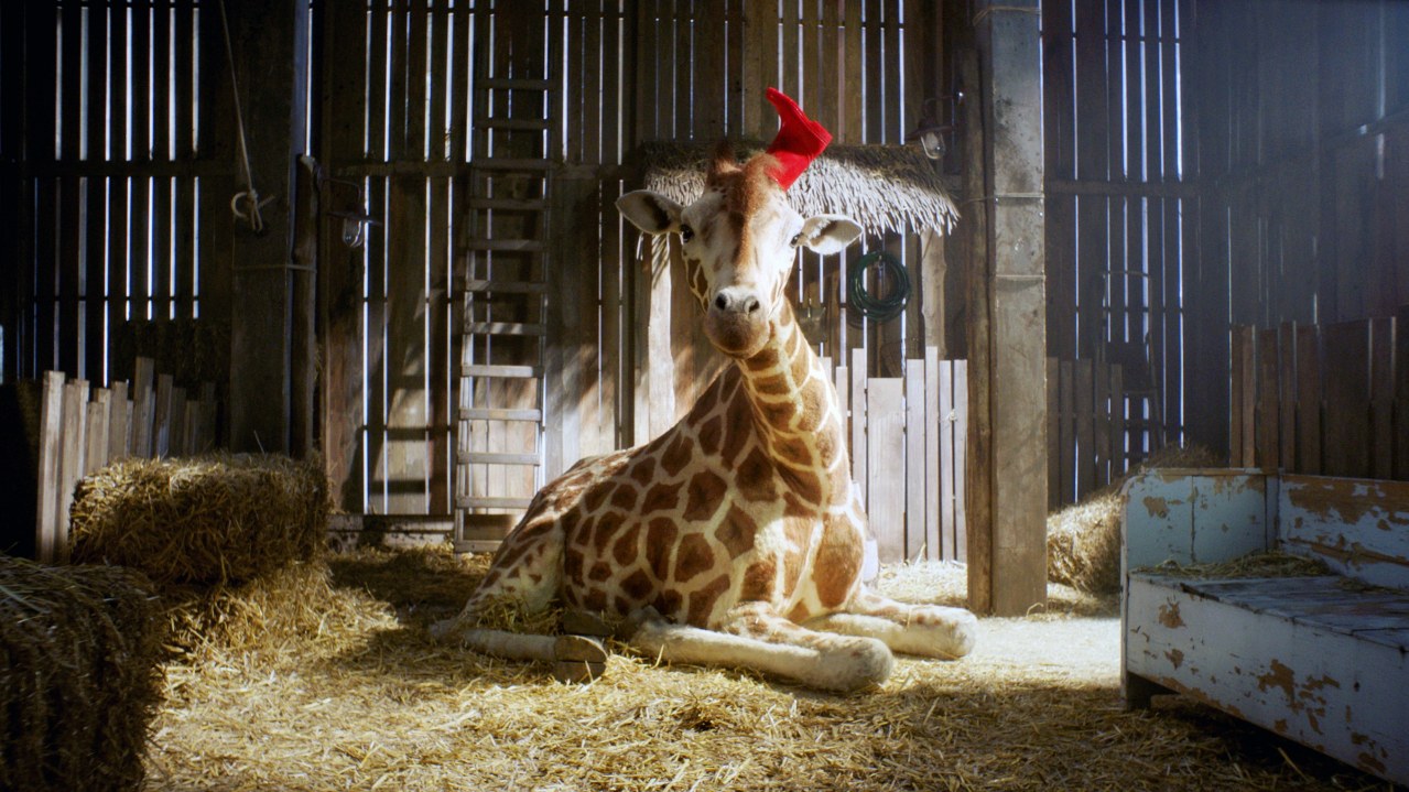 Mein Freund, die Giraffe - Bild 4
