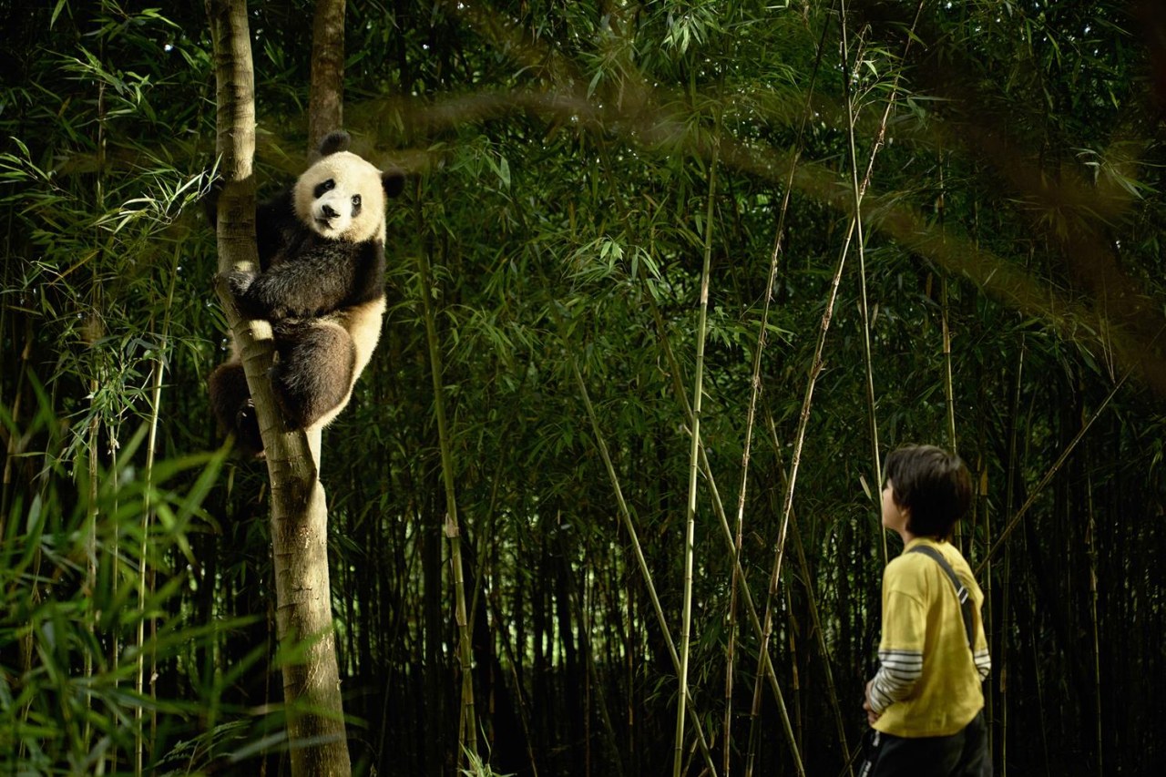 Moon, der Panda - Bild 1